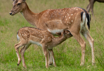 Red deer calf drinking 