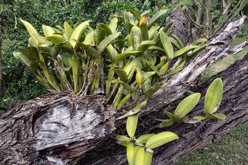A large bunch of orchids on a trunk. Costa Rica