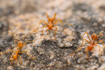 A group of red Thai ants on rocks eating a clam