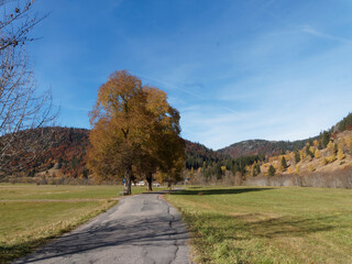 Menzenschwand im Südschwarzwald - Baden-Württemberg. Hinterdorfstrasse zwischen parkplatz...