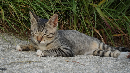 cat in the garden