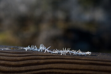 Needles of hoarfrost