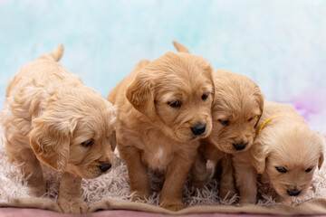 Cute Puppies Golden Retriever breed