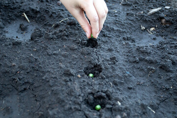 Farmer hand planting seed of green peas into soil.