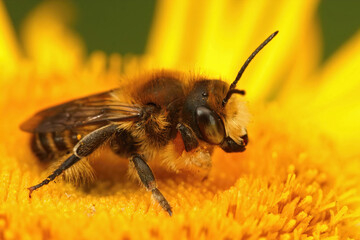 Closeup on a female Willughby's leafcutter bee, Megachile willughbiella sitting on a yellow flower of Inula officinalis