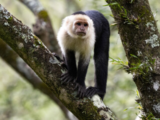 A Panamanian white-faced capuchin, Cebus imitator, stands on a tree and observes the surroundings. Costa Rica