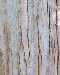 bark texture background eucalyptus tree