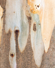 bark texture background eucalyptus tree