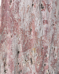 bark texture background eucalyptus tree