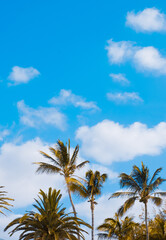 Fototapeta na wymiar Beautiful landscape palm and blue sky background. Travel concept. Canary island Lanzarote