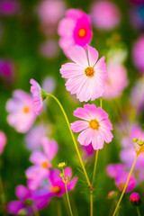 Cosmos flowers in the garden , Lumphum province Thailand.