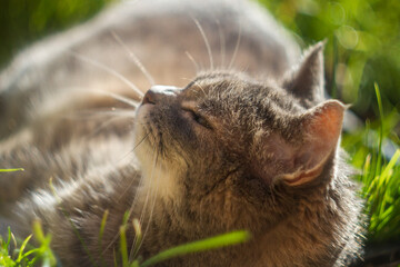 Senior cat (16 years old) enjoying the warm weather in sunny day on grass,Short hair tabby cat.Domestic animal, Close up, portrait, European kittens,old friends concept.