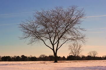 tree in the snow