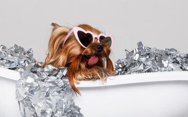 Beautiful glamour yorkie in confetti bath. Portrait of cute puppy yorkshire terrier in glasses. Little smiling dog on white background.