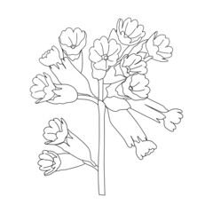 Primula flower vector line drawing on a white background