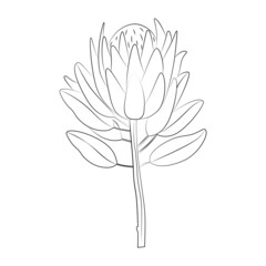 Vector line drawing of protea flower on a white background
