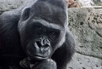 Gorilla silverback monkey sad face panoramic background cover.  gorilla strong alpha male looking...
