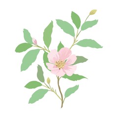 Hand drawn pink Magnolia flower with leafs on a white background. Vector Illustration.