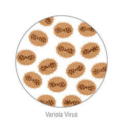 Variola virus and smallpox, pathogenic bacteria. Bacterial microorganism. Microbiology, infographic