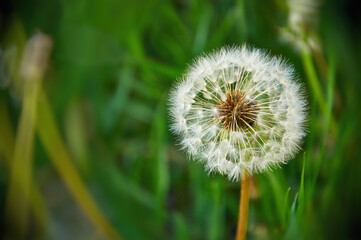 Closeup of a dandelion. Beautiful flowers in the meadow. Dandelions in nature. High quality photo. Selective focus.