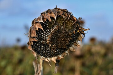 Getrocknete Sonnenblume mit Kernen