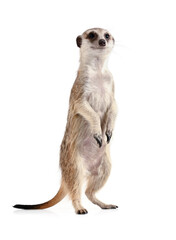 Funny meerkat stands on its hind legs