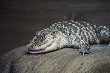 alligator in the zoo