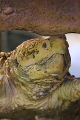 huge snapping turtle