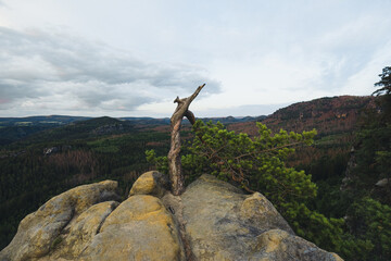 Kiefer Baum mit Sandstein Felsen in der Sächsischen Schweiz Sachsen Deutschland Häntzschelstiege