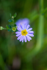 Obraz premium Kalimeris indica flowers bloom in summer