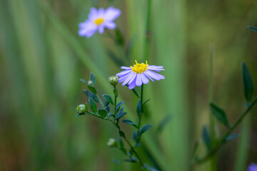 Kalimeris indica flowers bloom in summer