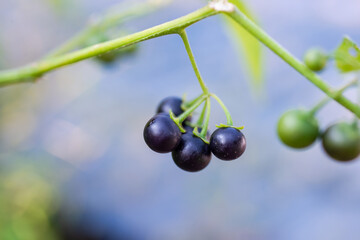 Wild black nightshade purple berry