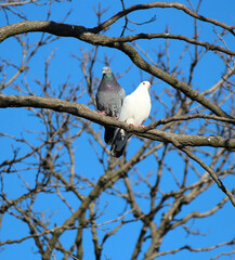 quarrel between doves in love. argument