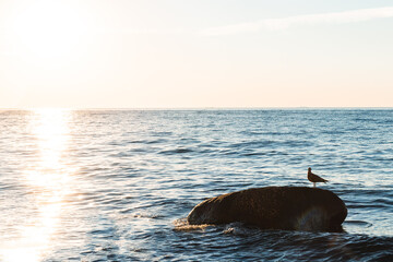 Möwe Vogel sitzt auf einem Stein am Meer mit aufgehender Sonne 