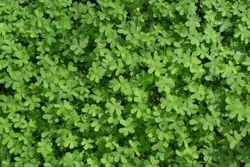 Obraz premium Green bright buttercup carpet - Bermuda buttercup