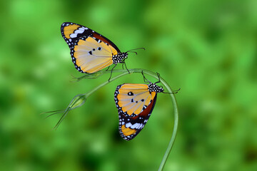 Macro shots, Beautiful nature scene. Closeup beautiful butterfly sitting on the flower in a summer garden.