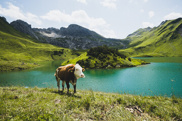 Kuh steht an einem See mit blauem Wasser in den Bergen Alpen 