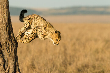 Cheetah in Kenya jumping © Athira
