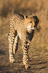 Cheetah cub