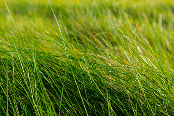 Green grass background