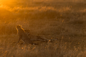 Cheetah family in Kenya