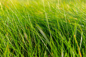 Obraz premium Green grass background
