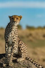 Cheetah portrait