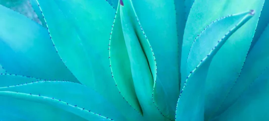 Fotobehang Turquoise close-up agavecactus, abstracte natuurlijke patroonachtergrond en texturen, donkerblauw afgezwakt