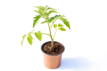 Tomato in a plastic pot isolated on a white background. Growing tomato seedlings.