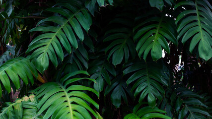 Naklejka na ściany i meble Full Frame of Green Leaves Pattern Background, Nature Lush Foliage Leaf Texture , tropical leaf