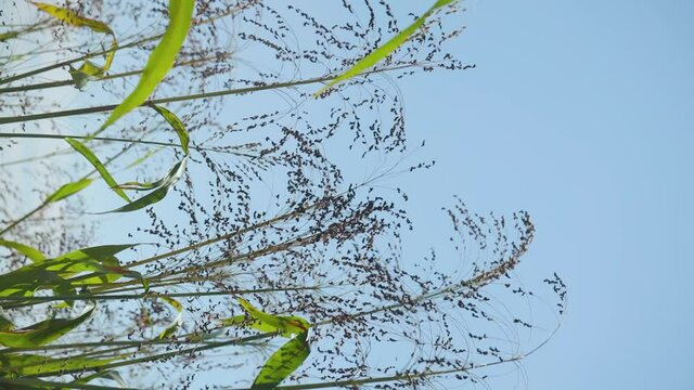 Growing proso millet in agriculture. Plant of Panicum Miliaceum, commonly known as Proso Millet or Common Millet. Ripening brush of millet proso in the field. Vertical video