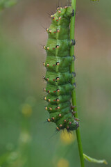 Fototapeta na wymiar Vertical closeup on a green, spiky caterpillar of the Emperor moth, Saturnia pavonia hanging on a grass straw