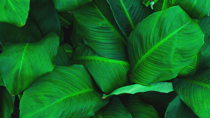 Obraz premium Full Frame of Green Leaves Pattern Background, Nature Lush Foliage Leaf Texture , tropical leaf