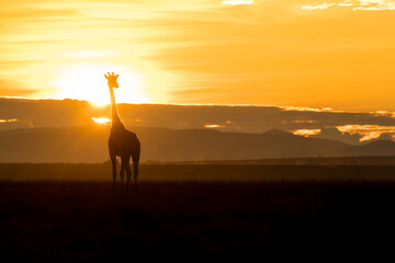 Giraffe silhouette in Kenya